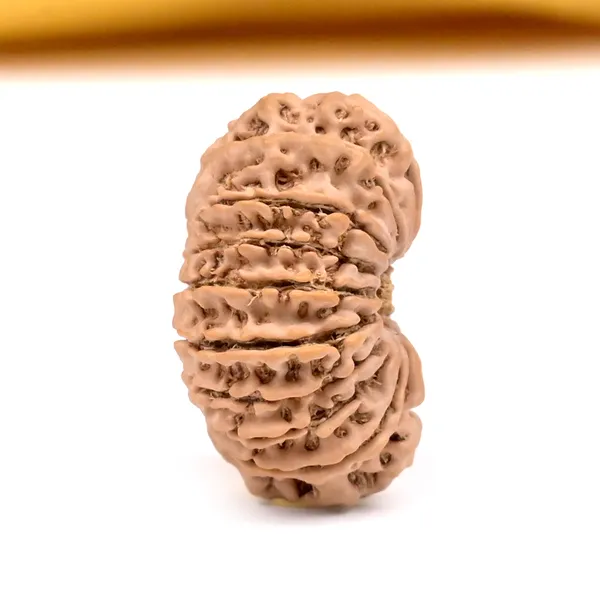 18_Mukhi_From_Nepal_Clxiv