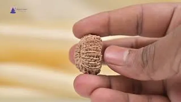 18_Mukhi_From_Nepal_Clxiv