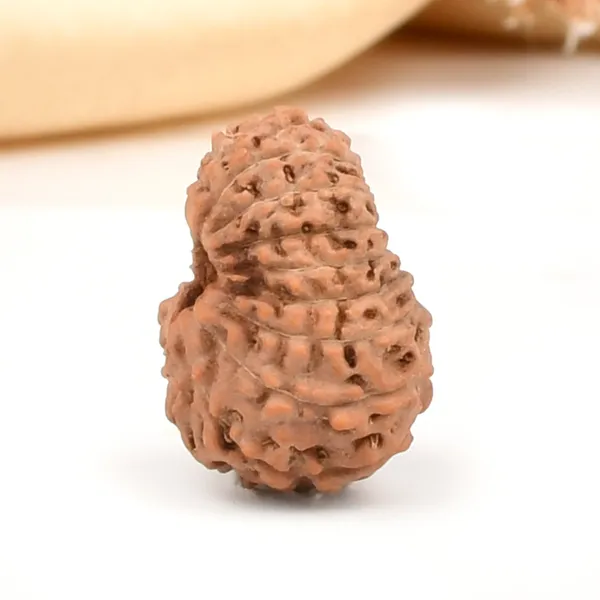 18_Mukhi_From_Java_Indonesia_Large_Cxxii