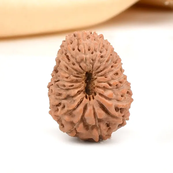18_Mukhi_From_Java_Indonesia_Large_Cxxii