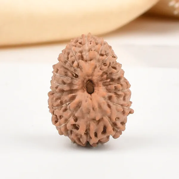 18_Mukhi_From_Java_Indonesia_Large_Cxxii
