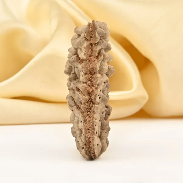 1_Mukhi_Half_Moon_Large_Xxiv