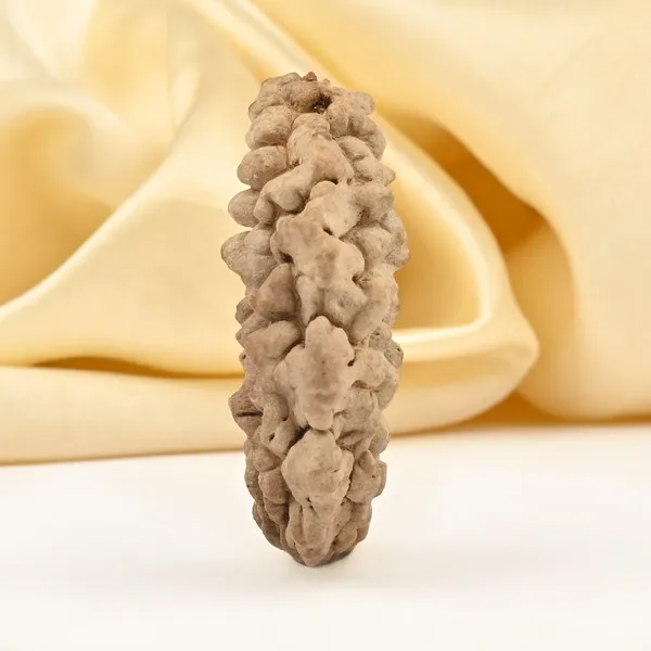 1_Mukhi_Half_Moon_Large_Xxiv