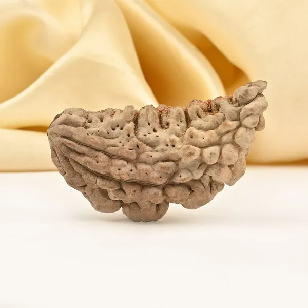 1_Mukhi_Half_Moon_Large_Xxiv