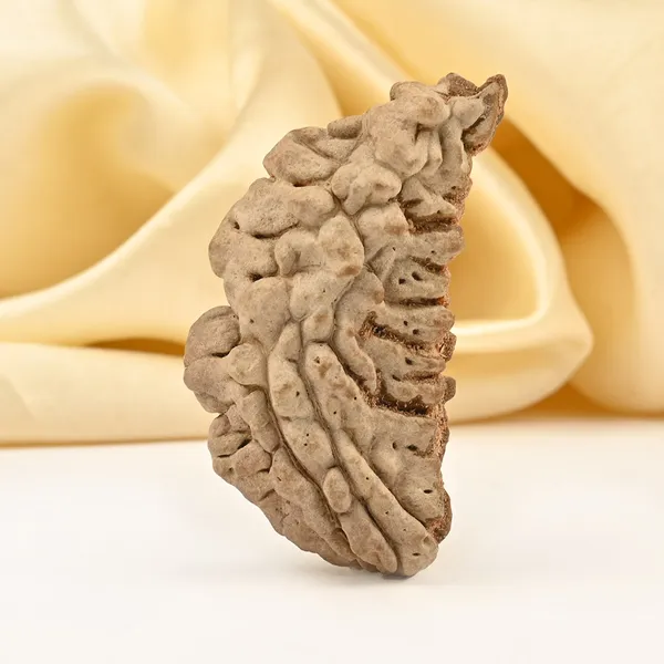 1_Mukhi_Half_Moon_Large_Xxiv