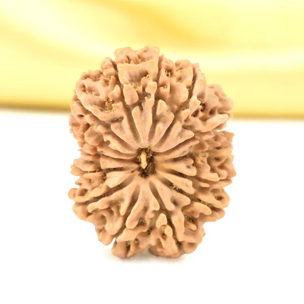14_Mukhi_From_Nepal_Small_Cclxii