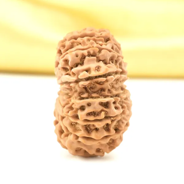 14_Mukhi_From_Nepal_Small_Cclxii