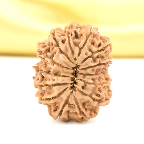 14_Mukhi_From_Nepal_Small_Cclxii