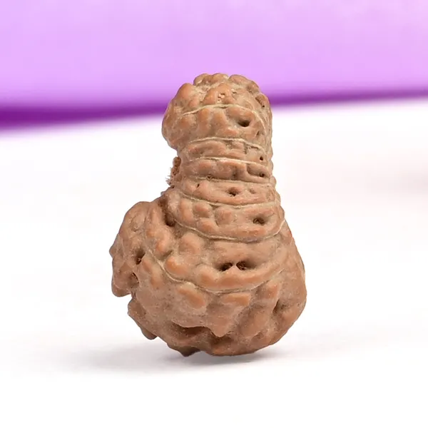 18_Mukhi_From_Java_Indonesia_Small_Cxcii