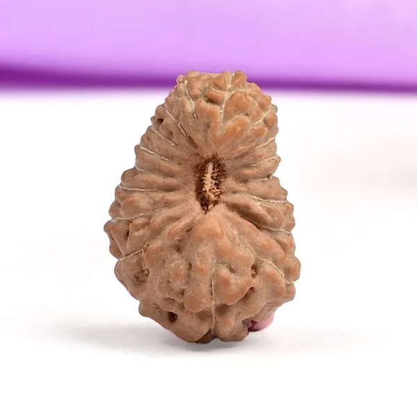 18_Mukhi_From_Java_Indonesia_Small_Cxcii
