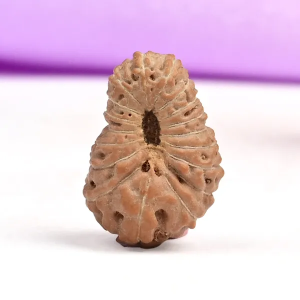 18_Mukhi_From_Java_Indonesia_Small_Cxcii