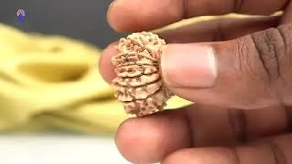 14_Mukhi_Rudraksha_Bead_Nepal_Origin_Deva_Mani