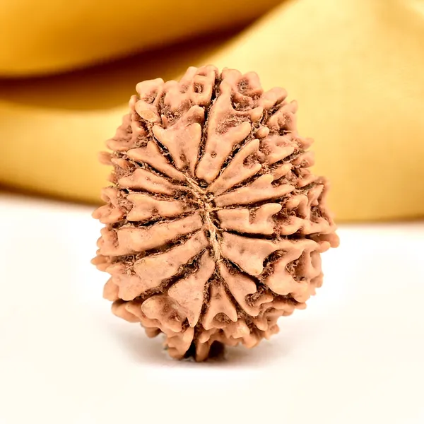 14_Mukhi_Rudraksha_Bead_Nepal_Origin_Deva_Mani