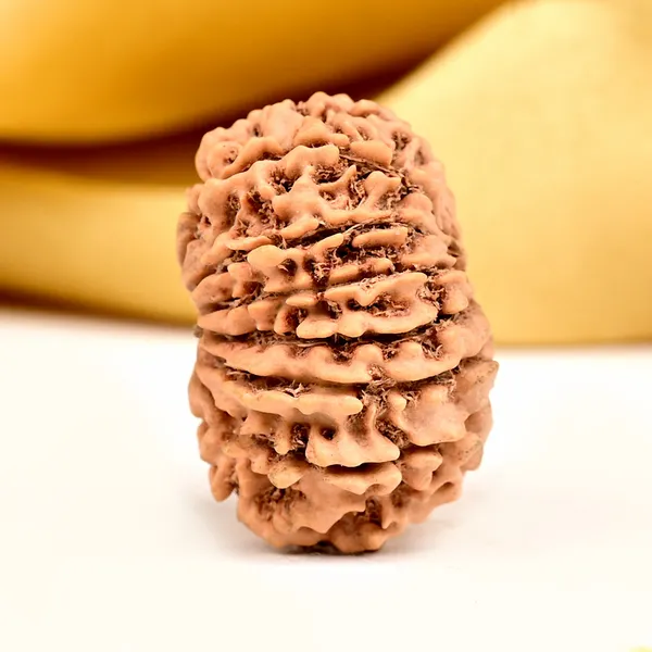 14_Mukhi_Rudraksha_Bead_Nepal_Origin_Deva_Mani