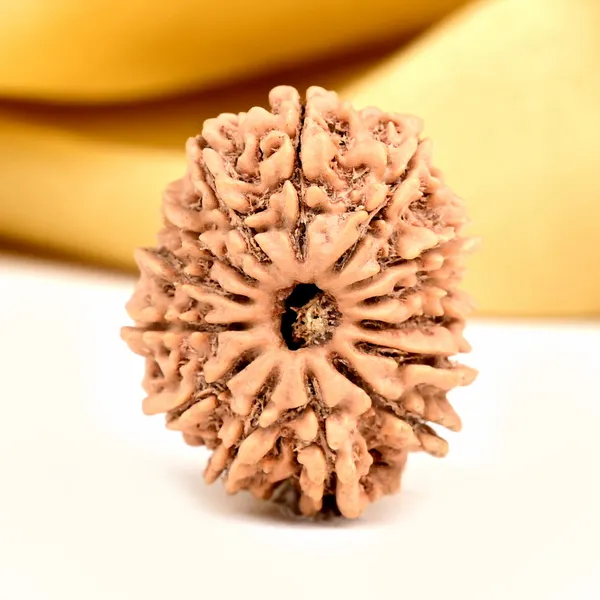 14_Mukhi_Rudraksha_Bead_Nepal_Origin_Deva_Mani