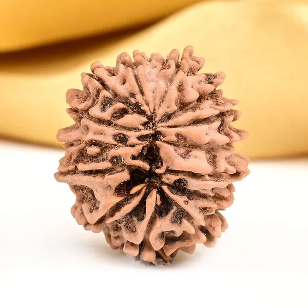 14_Mukhi_From_Nepal_Small_Ccxxxiii