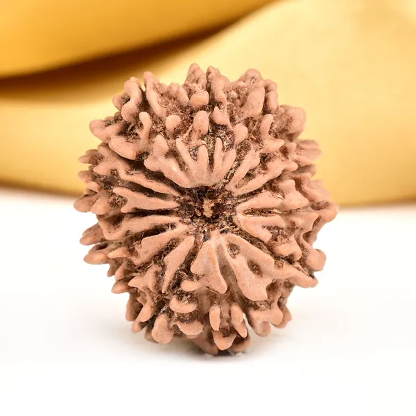 14_Mukhi_From_Nepal_Small_Ccxxxiii