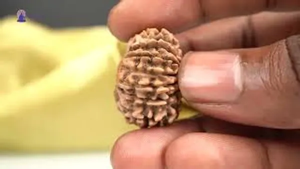 14_Mukhi_From_Nepal_Small_Ccxxxiii