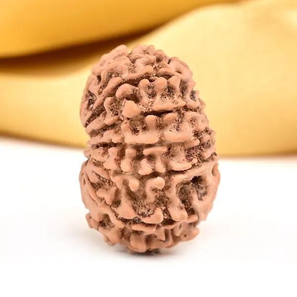14_Mukhi_From_Nepal_Small_Ccxxxiii