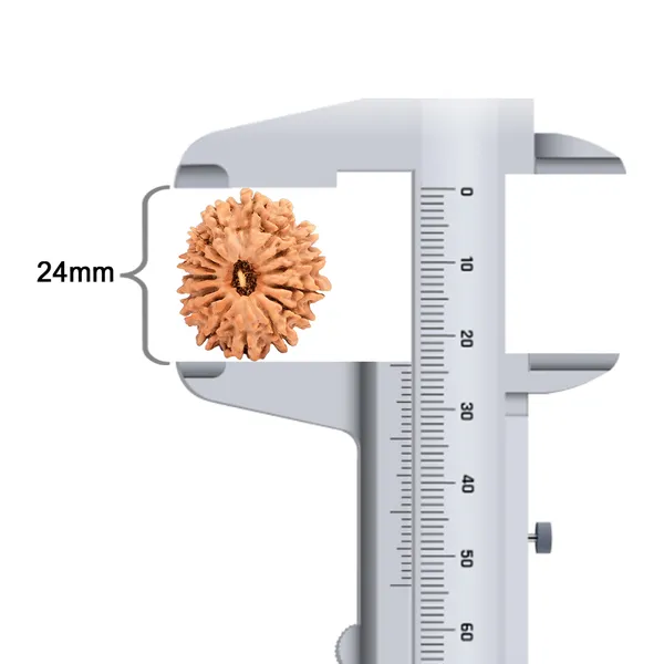 16_Mukhi_Rudraksha_Bead_Nepal_Tiny