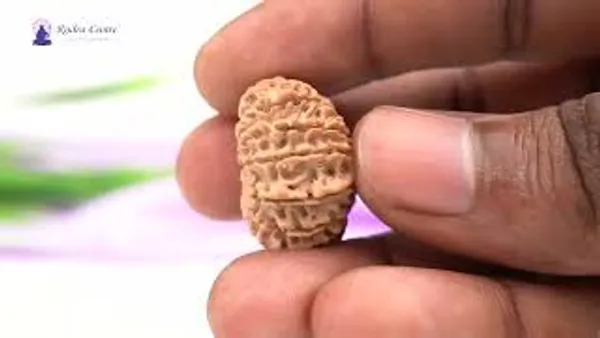 16_Mukhi_Rudraksha_Bead_Nepal_Tiny