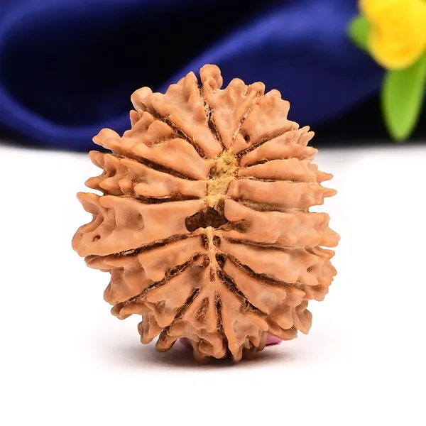 16_Mukhi_Rudraksha_Bead_Nepal_Tiny