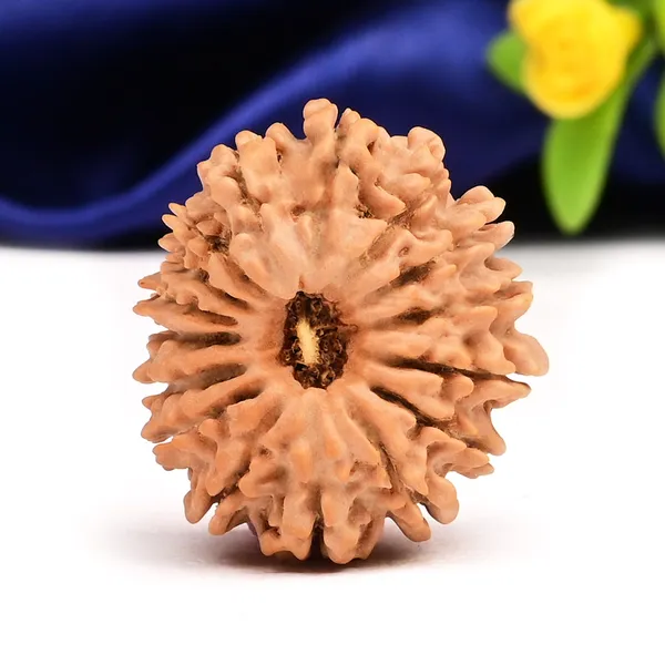 16_Mukhi_Rudraksha_Bead_Nepal_Tiny