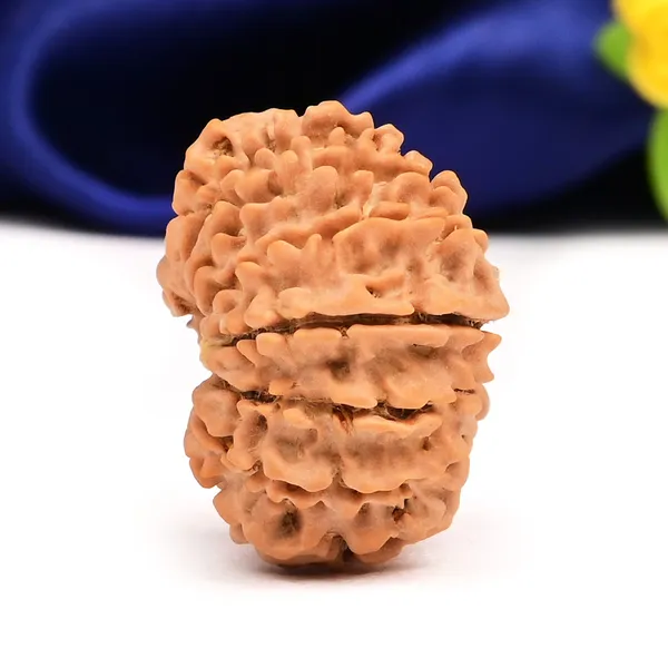 16_Mukhi_Rudraksha_Bead_Nepal_Tiny