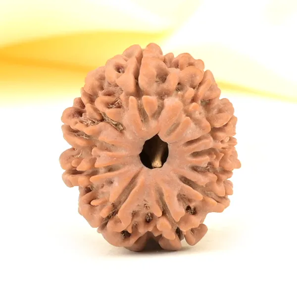 11_Mukhi_From_Nepal_Small_Cccxxxiv