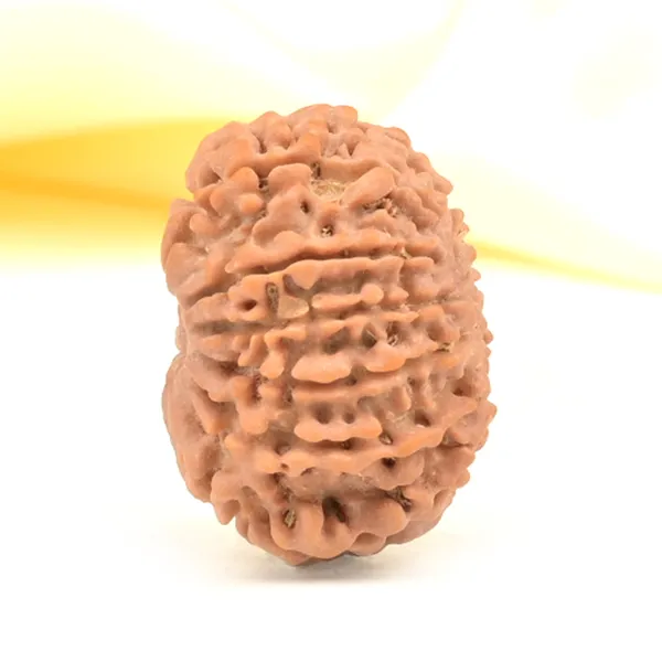11_Mukhi_From_Nepal_Small_Cccxxxiv