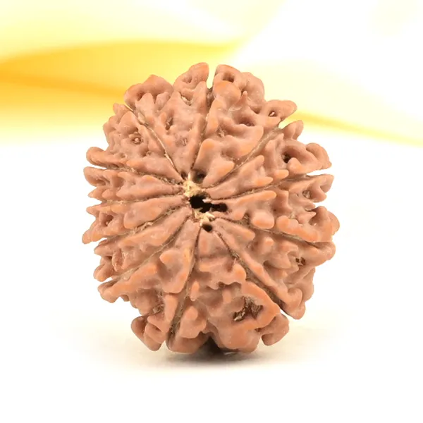11_Mukhi_From_Nepal_Small_Cccxxxiv