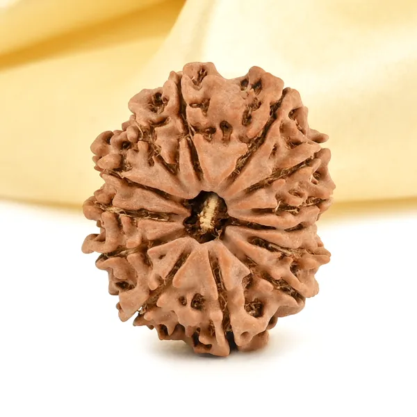 13_Mukhi_From_Nepal_Small_Cccxcix