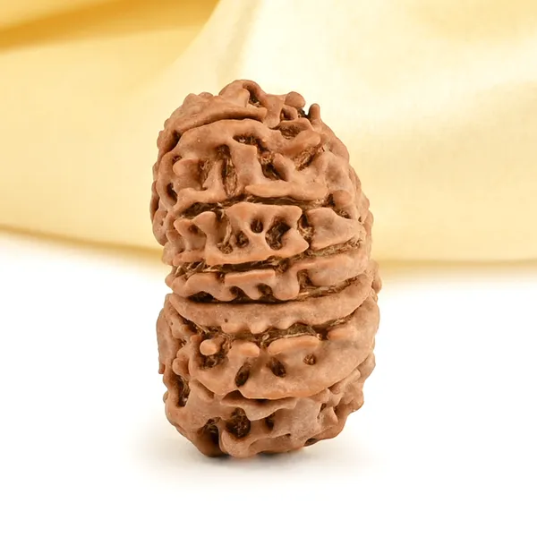 13_Mukhi_From_Nepal_Small_Cccxcix