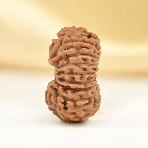 Techpandit_17_Mukhi_Rudraksha_Bead_From_Indonesia