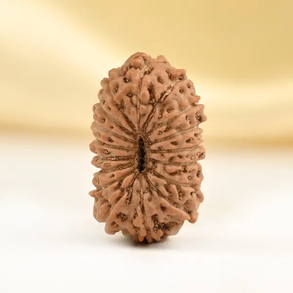 Techpandit_17_Mukhi_Rudraksha_Bead_From_Indonesia