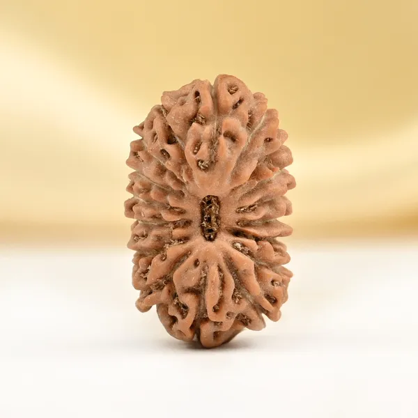 Techpandit_17_Mukhi_Rudraksha_Bead_From_Indonesia