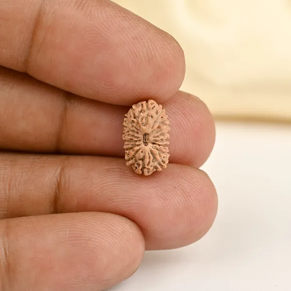 Techpandit_17_Mukhi_Rudraksha_Bead_From_Indonesia