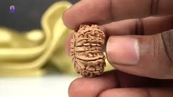 15_Mukhi_From_Nepal_Cxxxix