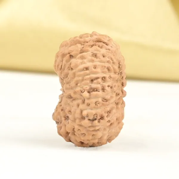 19_Mukhi_Rudraksha_Bead_Indonesia