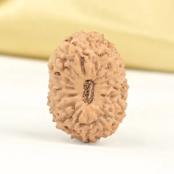19_Mukhi_Rudraksha_Bead_Indonesia