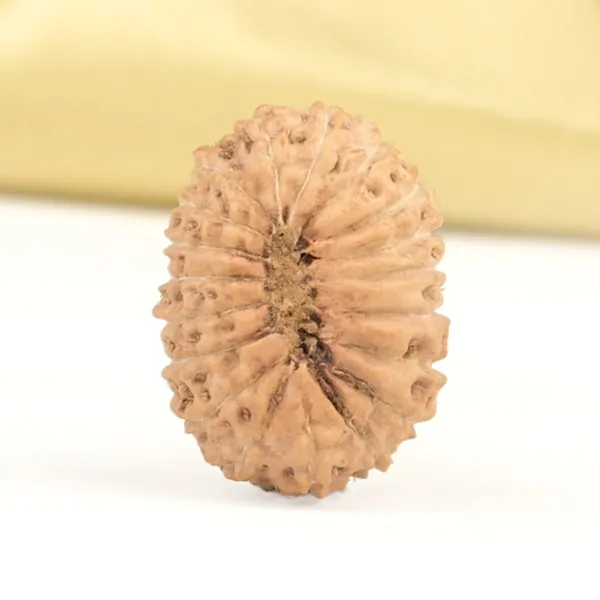 19_Mukhi_Rudraksha_Bead_Indonesia