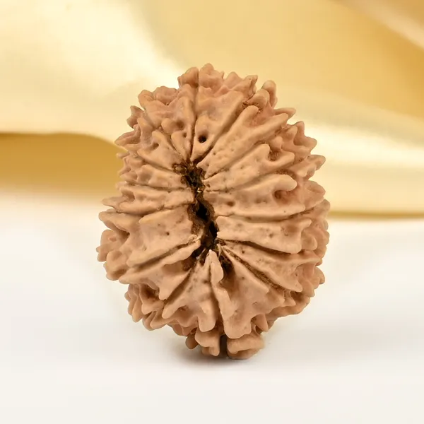 Techpandit_14_Mukhi_Nepal_Rudraksha_Bead