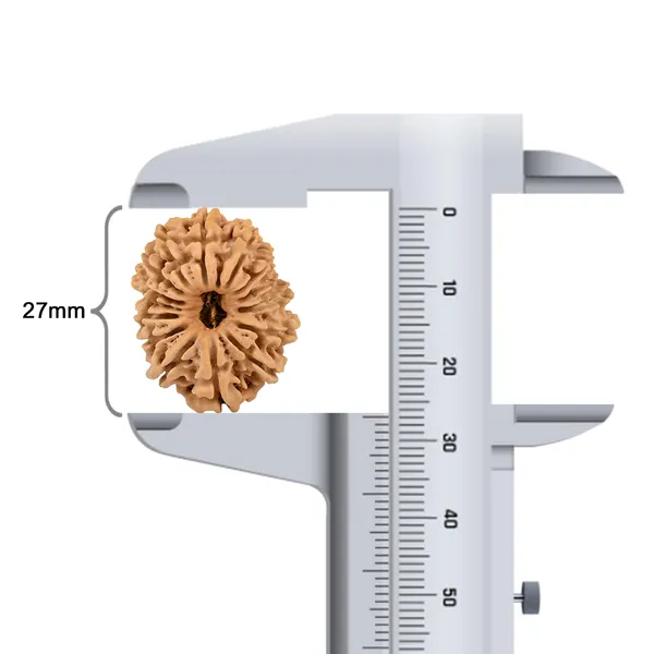 Techpandit_14_Mukhi_Nepal_Rudraksha_Bead