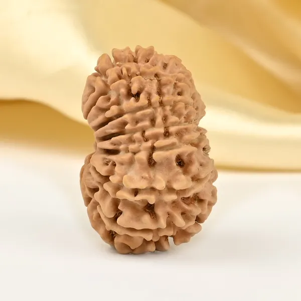 Techpandit_14_Mukhi_Nepal_Rudraksha_Bead
