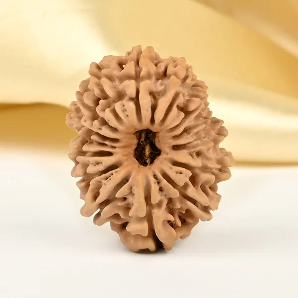 Techpandit_14_Mukhi_Nepal_Rudraksha_Bead