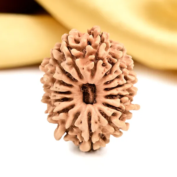 15_Mukhi_From_Nepal_Small_Cl