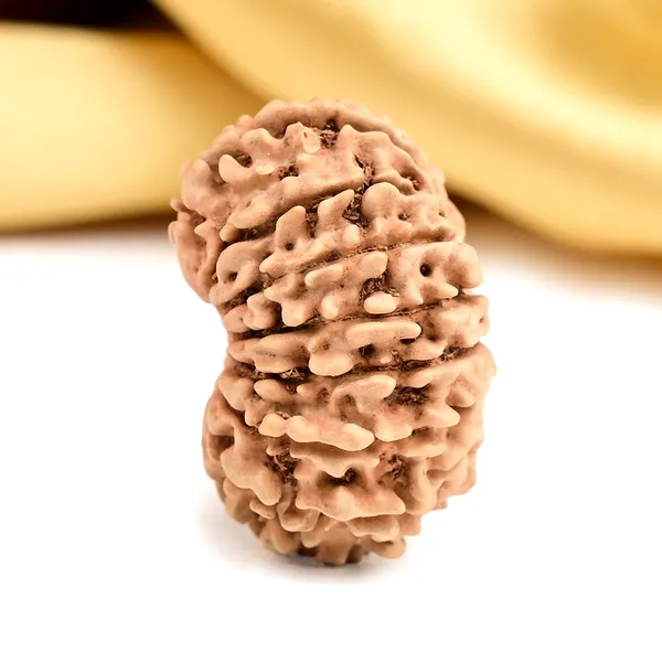 15_Mukhi_From_Nepal_Small_Cl