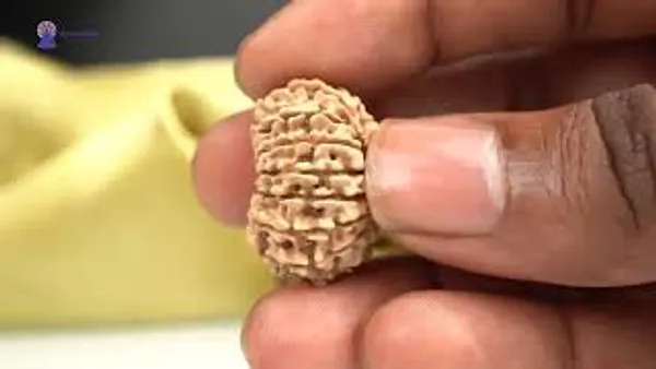 15_Mukhi_From_Nepal_Small_Cl