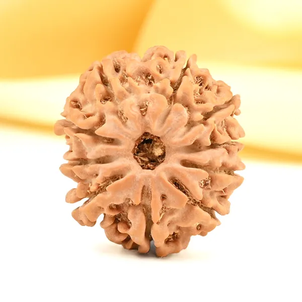 10_Mukhi_From_Nepal_Small_Cdxiii