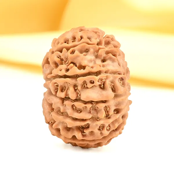 10_Mukhi_From_Nepal_Small_Cdxiii
